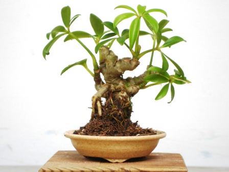 Lesson #25a: MINI-BONSAI II